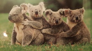 Mama Koala and cubs