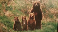 Mama Bear and cubs