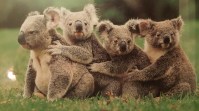 Mama Koala and cubs